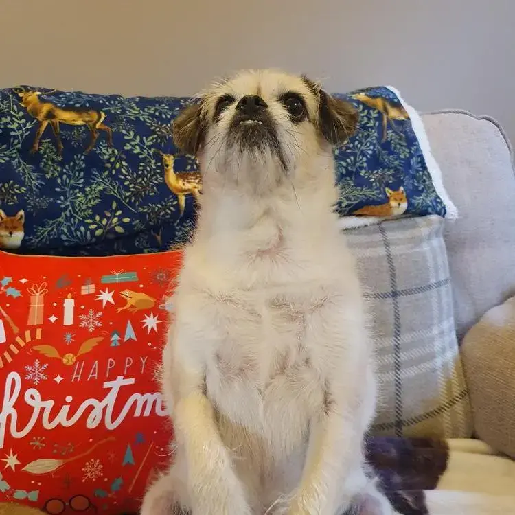 Pug