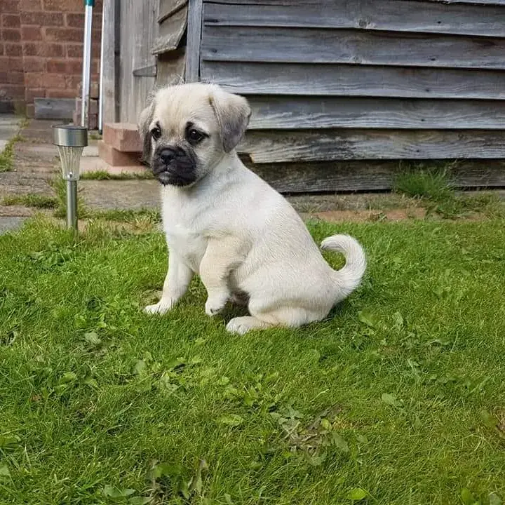 Pug