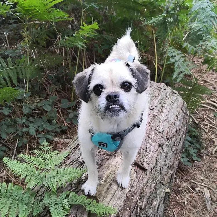 Pug