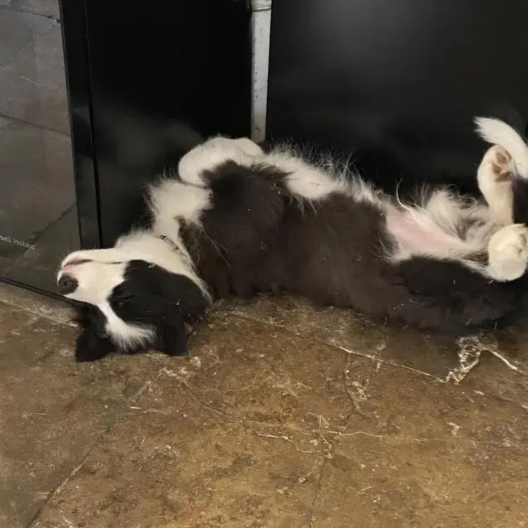 Border Collie