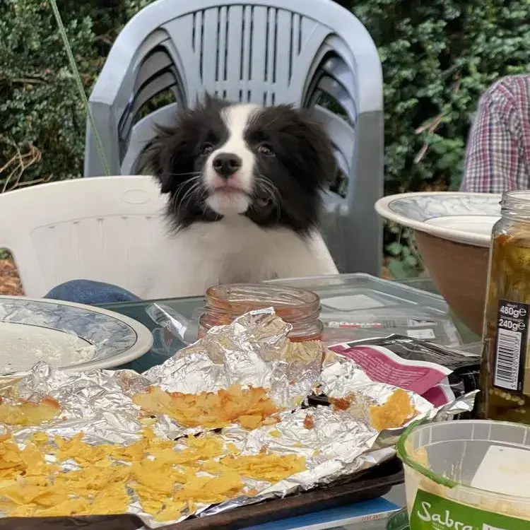 Border Collie