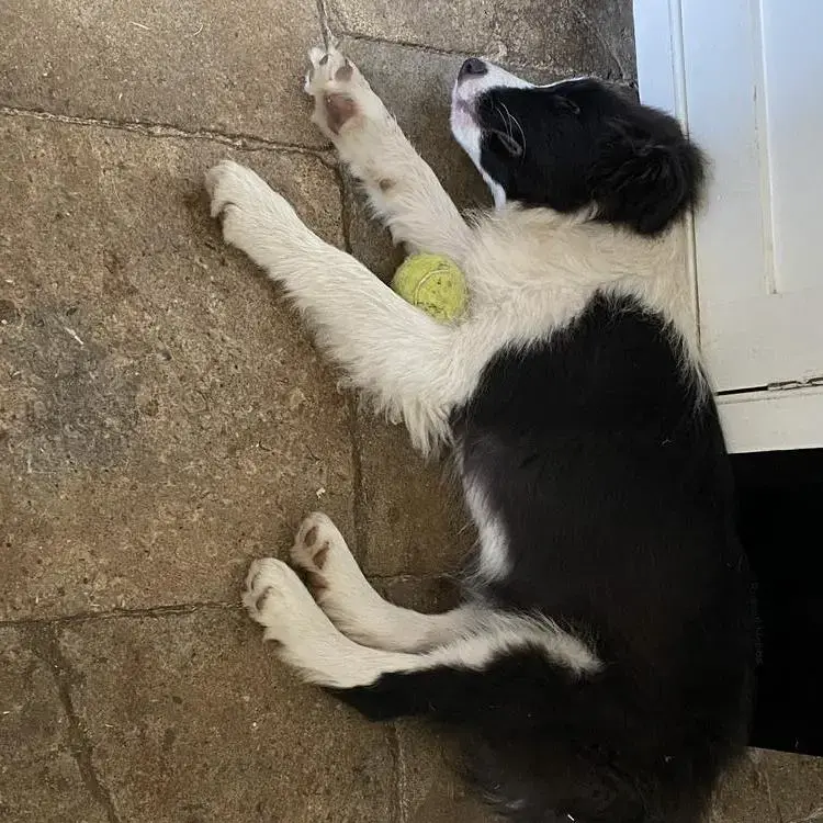 Border Collie