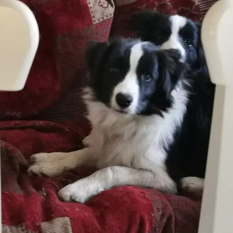 Border Collie