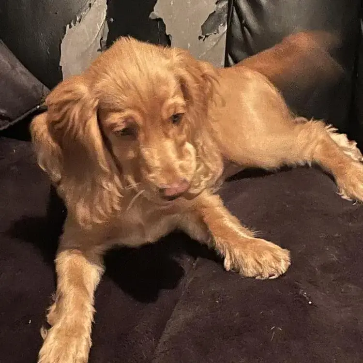 Cocker Spaniel (English)