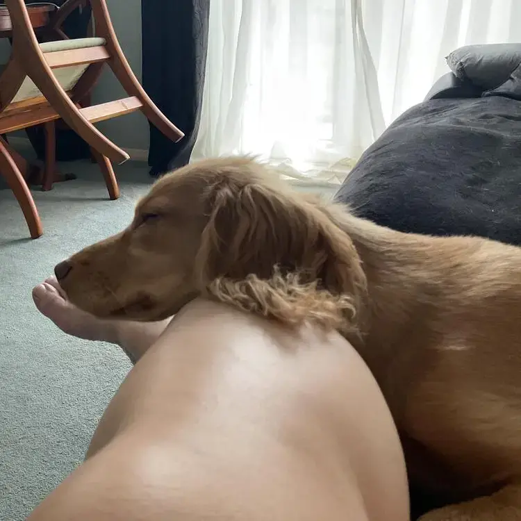 Cocker Spaniel (English)