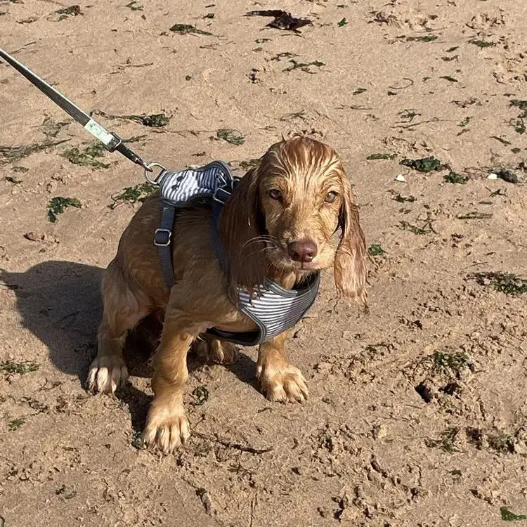 Cocker Spaniel (English)