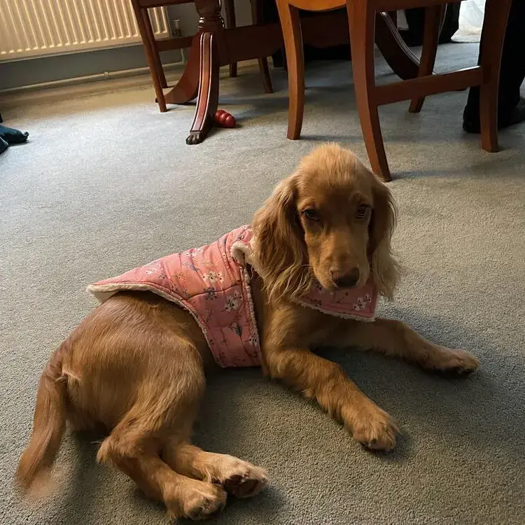 Cocker Spaniel (English)