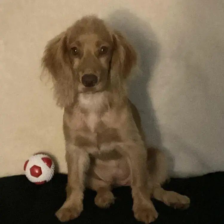 Cocker Spaniel (English)