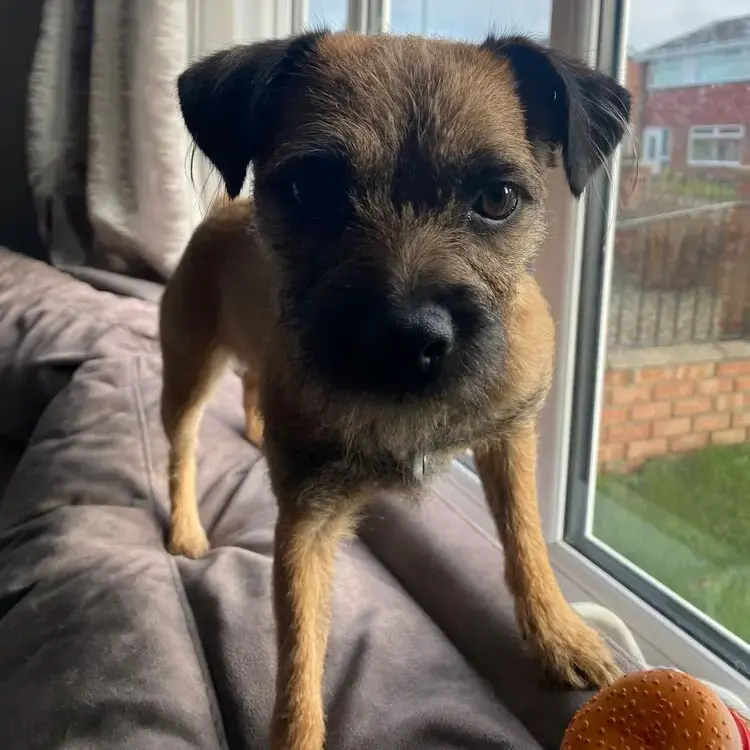 Border Terrier