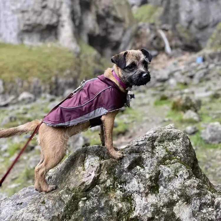 Border Terrier