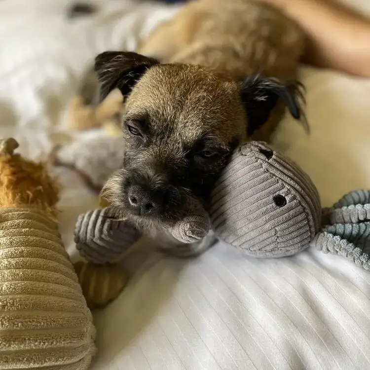 Border Terrier