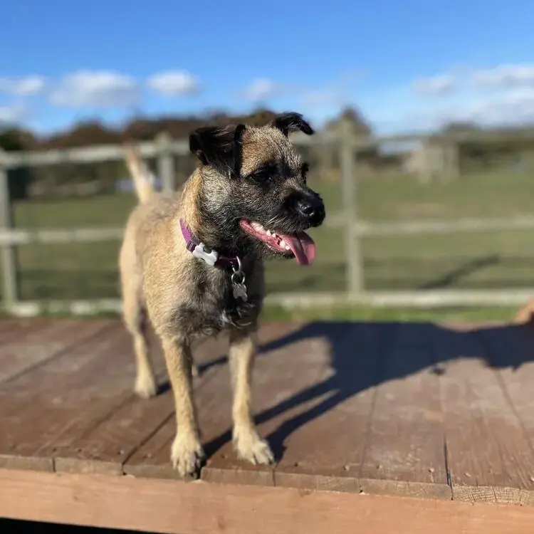 Border Terrier
