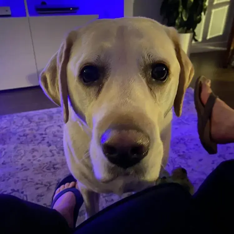 Labrador Retriever