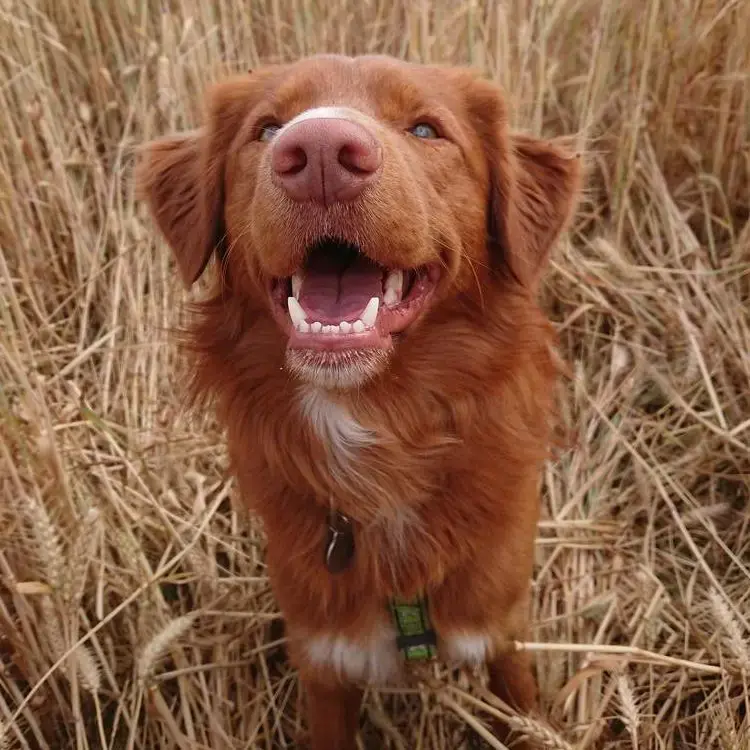 Nova Scotia Duck Tolling Retriever