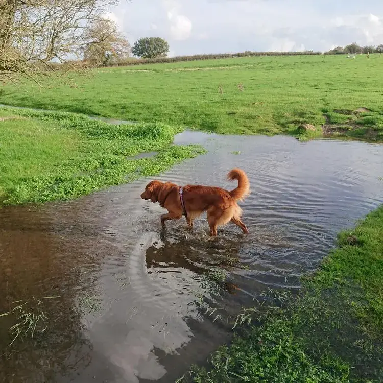 Nova Scotia Duck Tolling Retriever