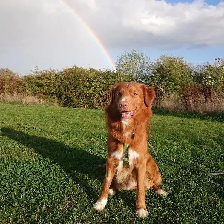 Nova Scotia Duck Tolling Retriever