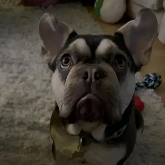 French Bulldog