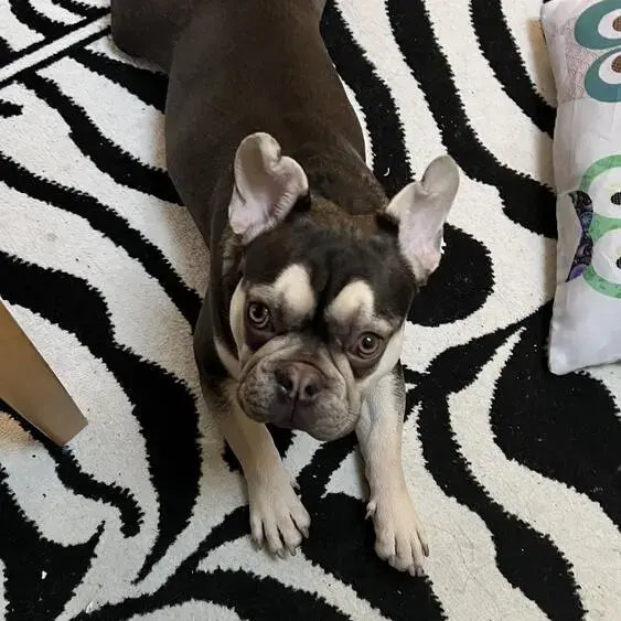 French Bulldog