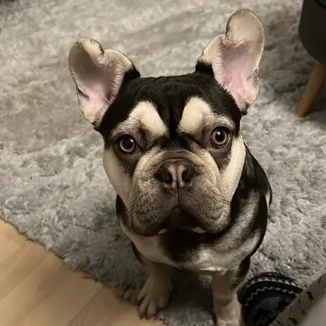 French Bulldog