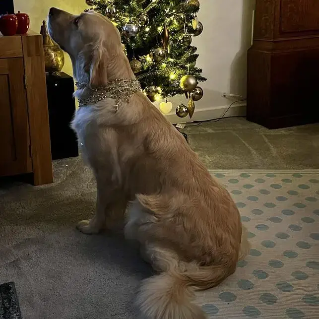 Golden Retriever
