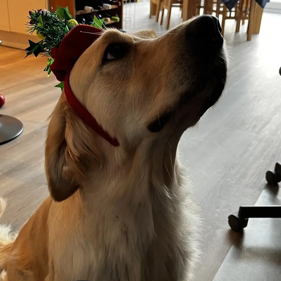 Golden Retriever