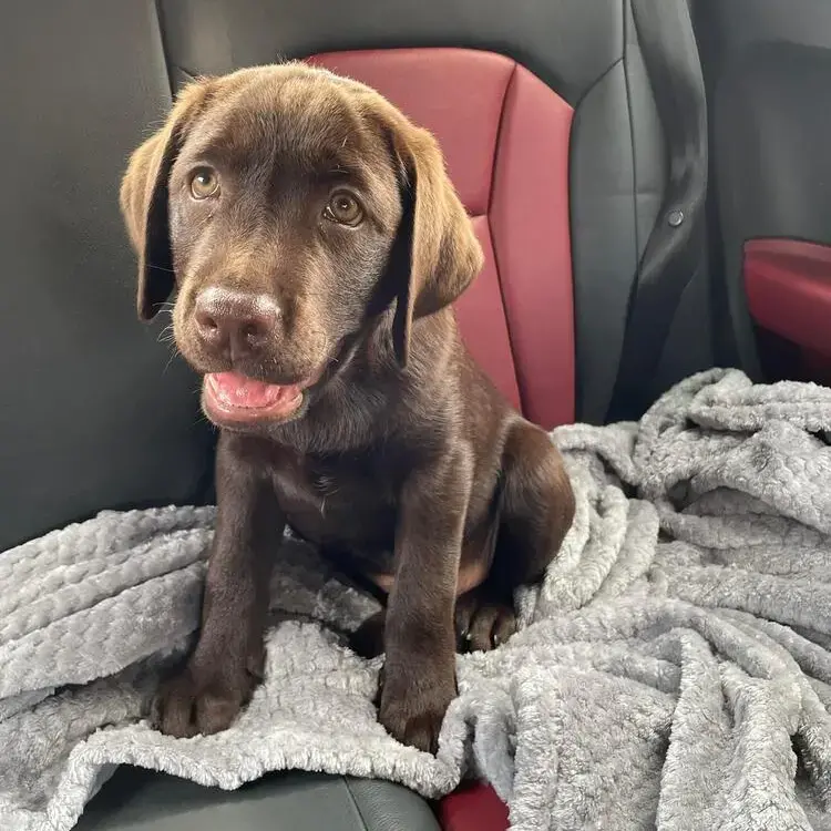 Labrador Retriever