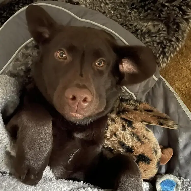 Labrador Retriever