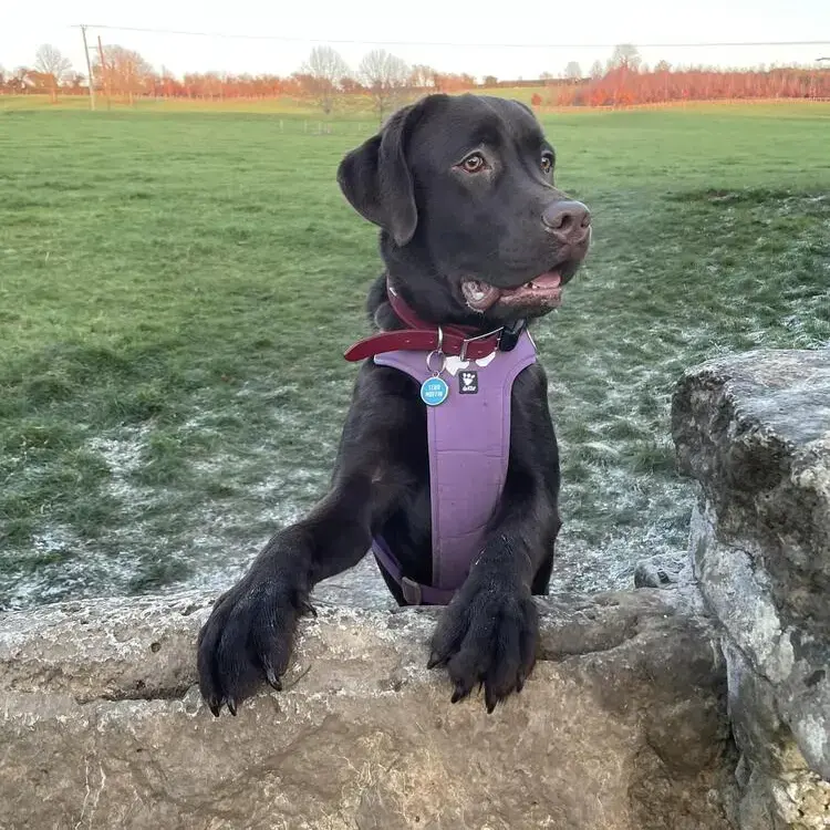 Labrador Retriever