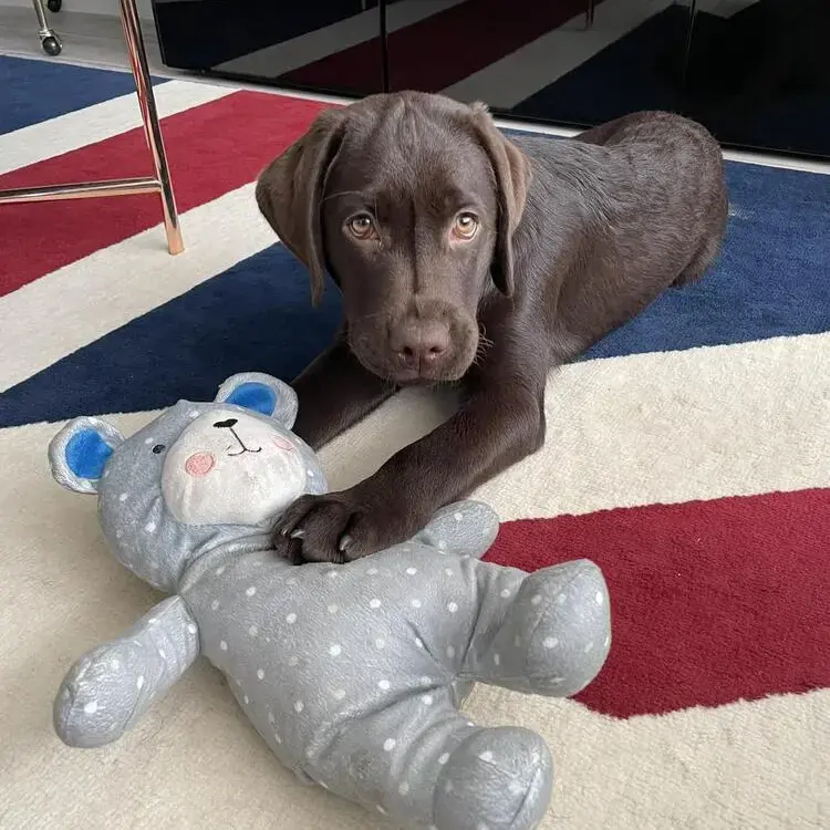 Labrador Retriever