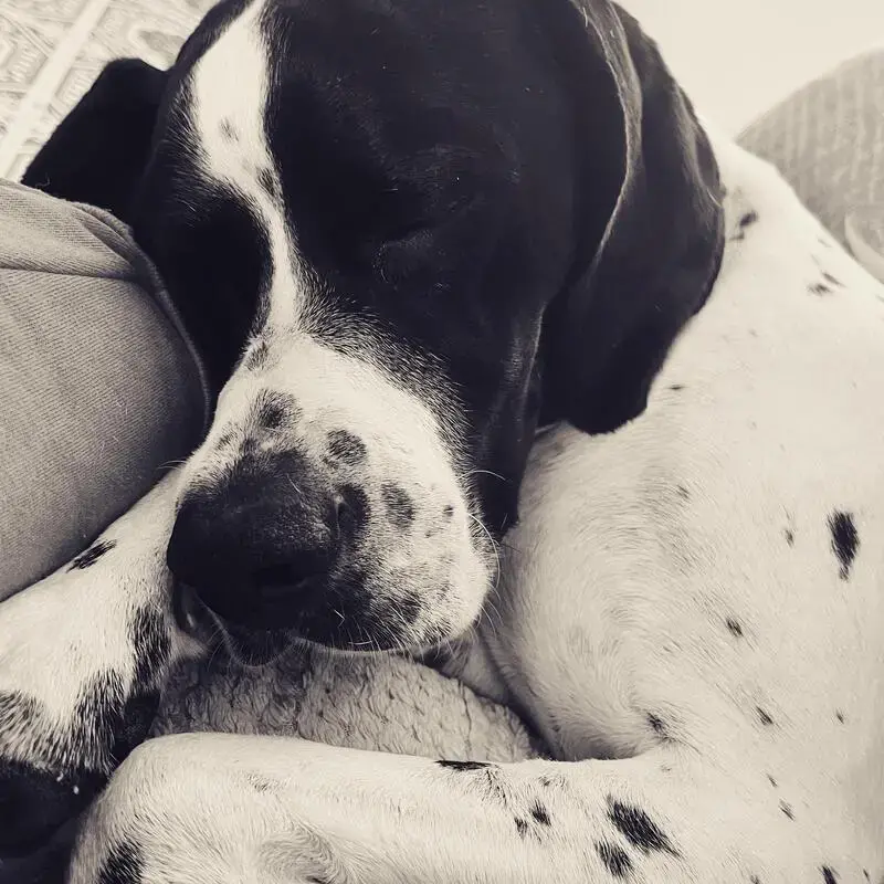Pointer