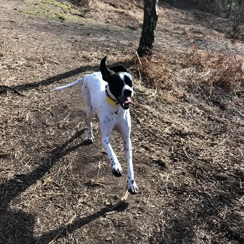Pointer