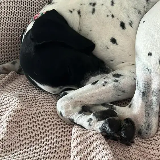 Pointer