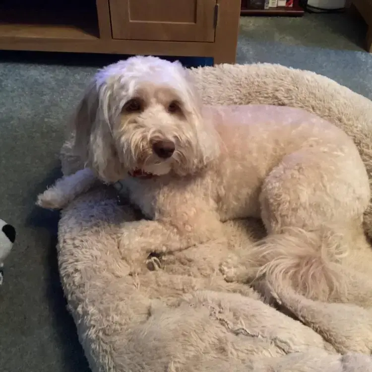 Cockapoo