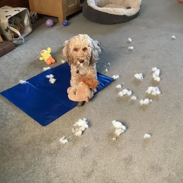Cockapoo