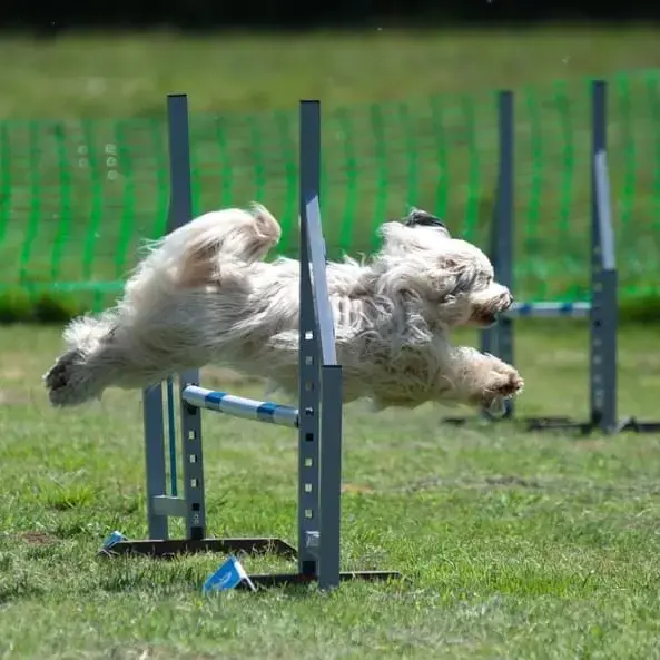 Tibetan Terrier