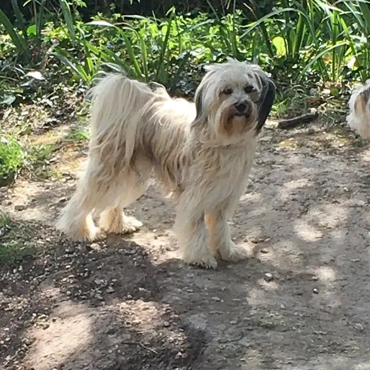 Tibetan Terrier