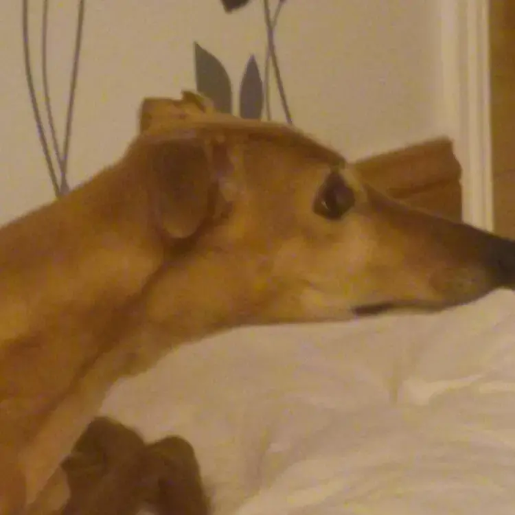 Lurcher