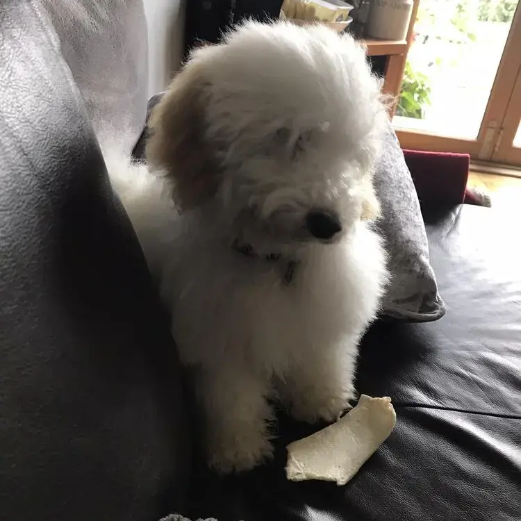 Havanese