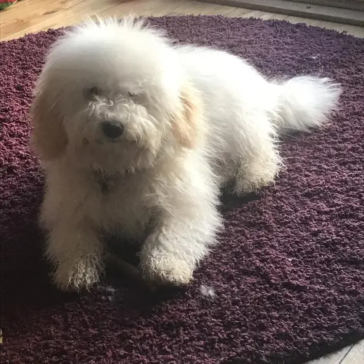 Havanese