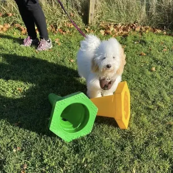 Havanese