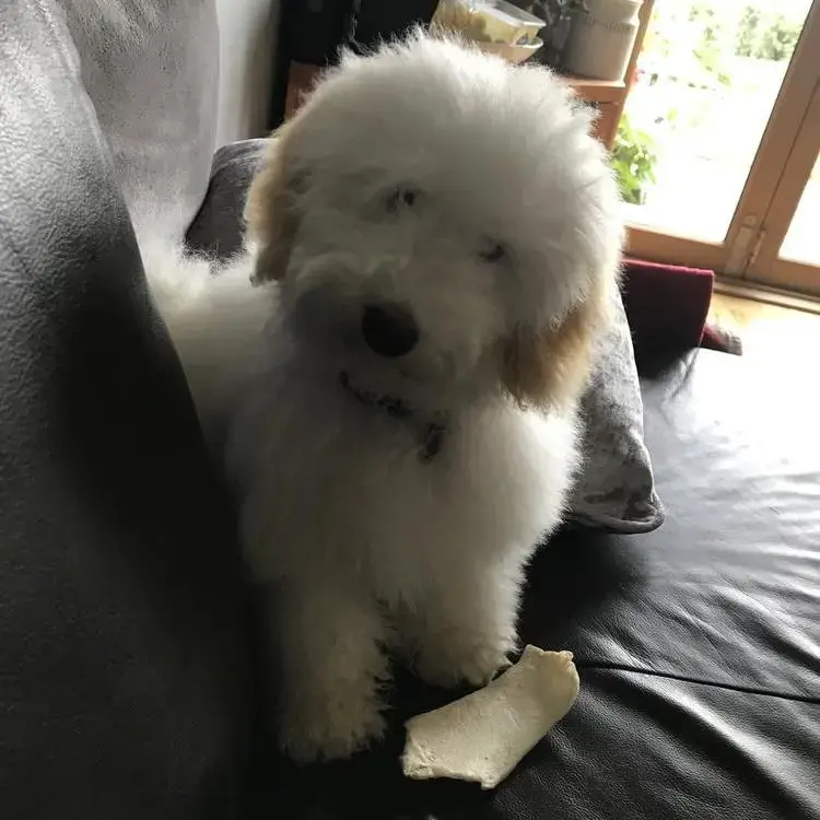 Havanese