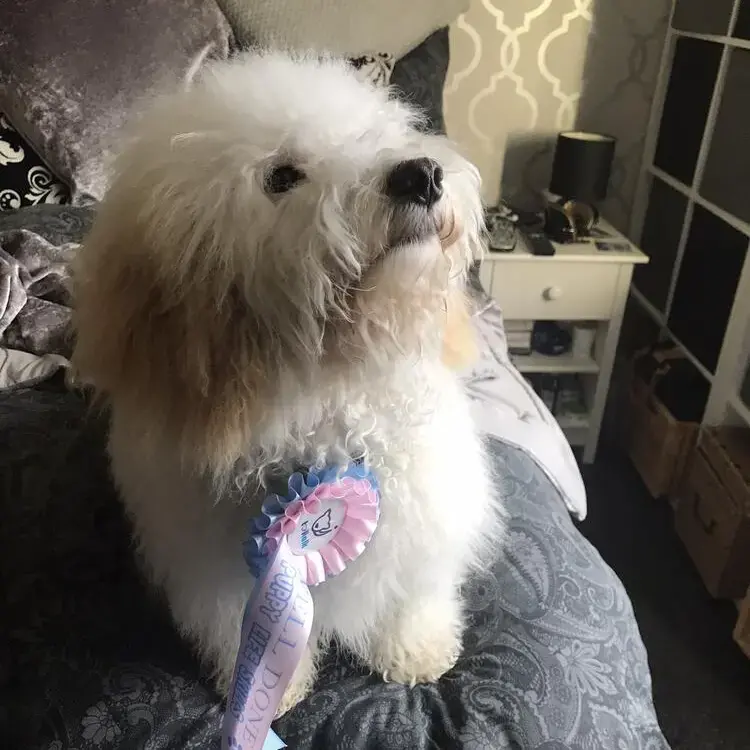Havanese