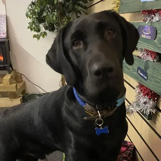 Labrador Retriever