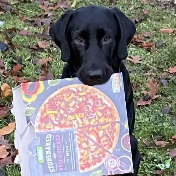 Labrador Retriever