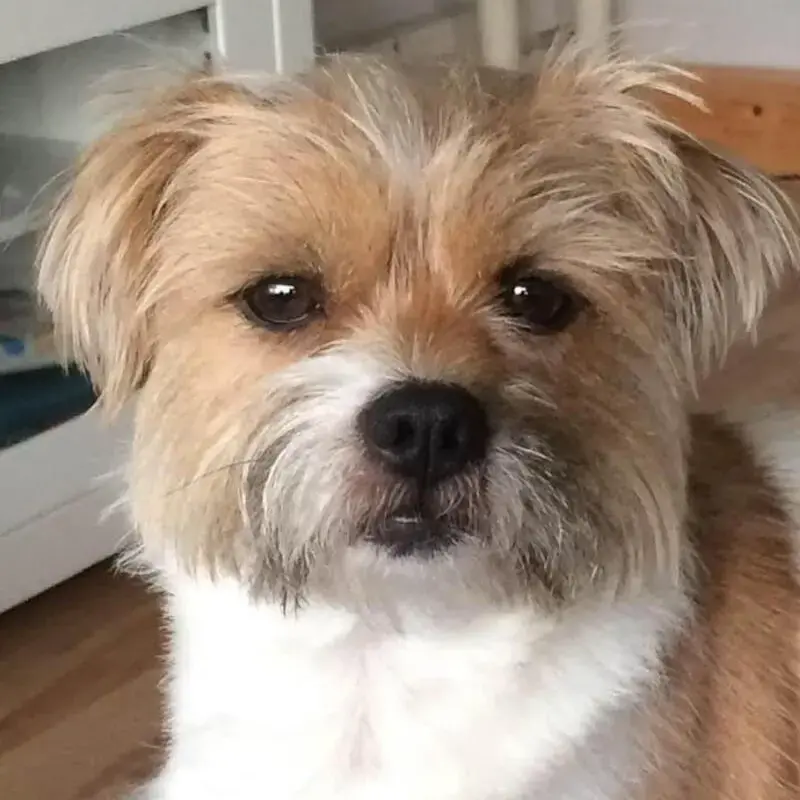 Shih Tzu