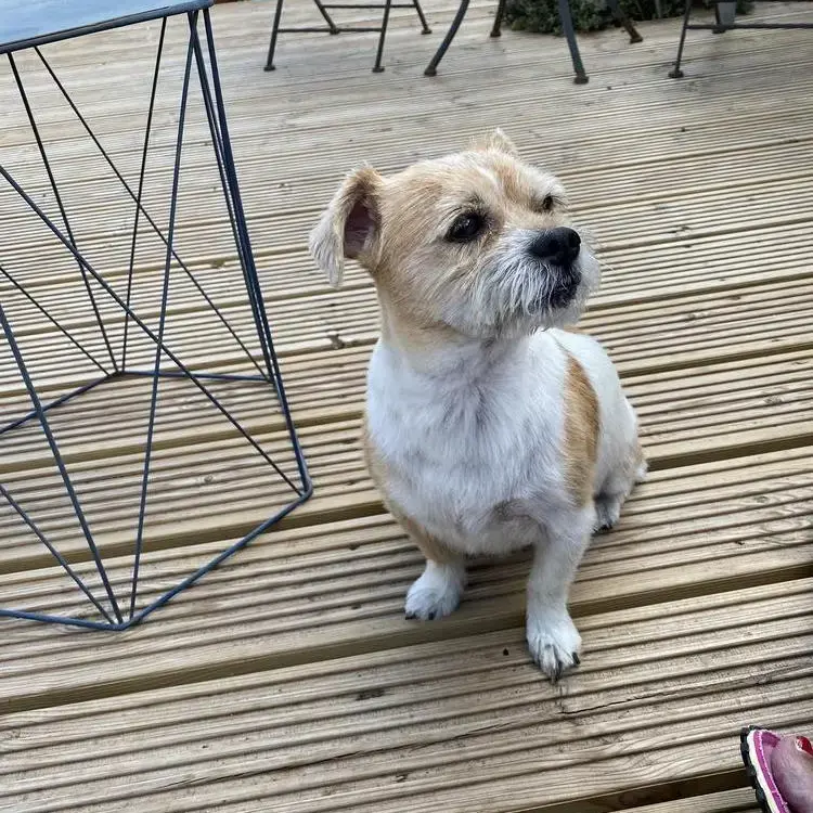 Shih Tzu