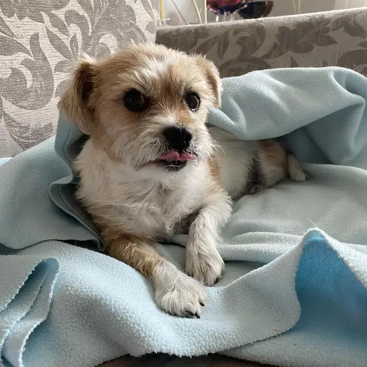 Shih Tzu