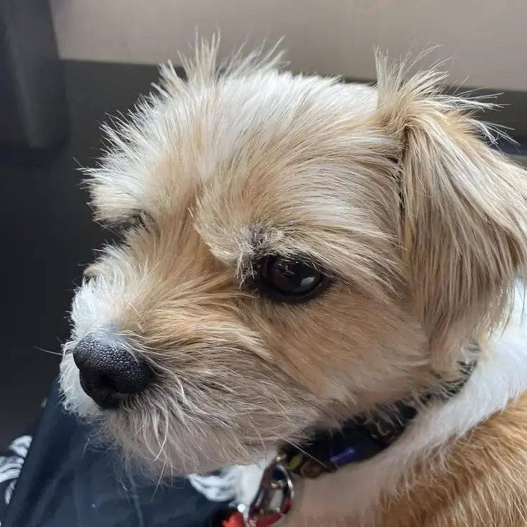Shih Tzu