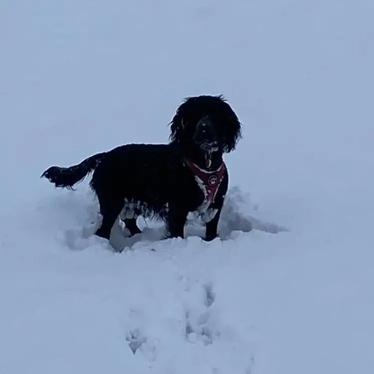 Cocker Spaniel (English)
