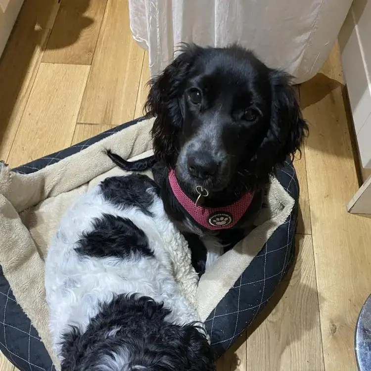 Cocker Spaniel (English)